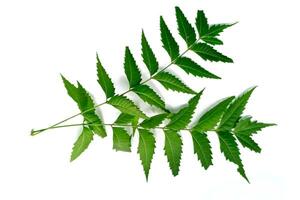 Medicinal neem leaf scientific name Azadirachta indica isolated on white background photo