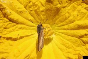 Pelopidas mathias, branded swifts, borbo cinnara, yellow flowers after photo