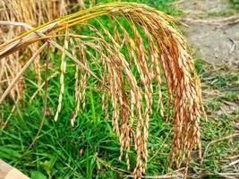 Yellow ripe paddy fields are ready for harvesting photo