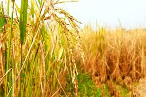 amarillo maduro arrozal campos son Listo para cosecha foto