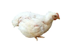 a white broiler chicken isolated on white background photo