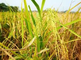 Rice ears Close-up of rice seeds in rice ears Green rice field photo