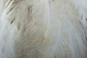 beautiful white feather texture background photo