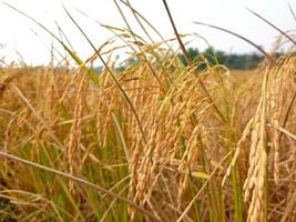amarillo maduro arrozal campos son Listo para cosecha foto