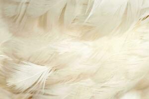 beautiful white feather texture background photo