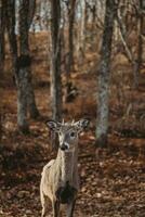 Deer in the Fall Forest photo