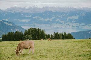 suizo vacas pasto en el rigi foto