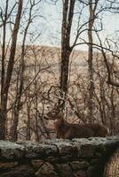 Eight-Point Buck in Virginia Mountains photo