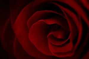 Beautiful red rose close up. Dark floral background. photo