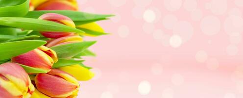 Bouquet of tulips on a pink background. Copy space. Background with spring flowers photo