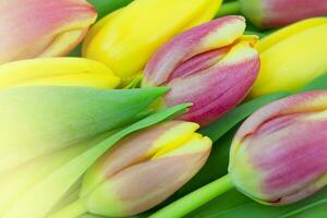 Pink and yellow tulips close up. Natural spring background. photo