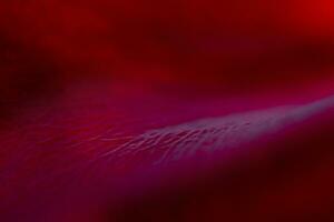 Abstract natural, red background. Macro of red rose petals. photo