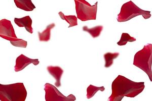 Festive background with copy space in the center. Red rose petals on white background. photo