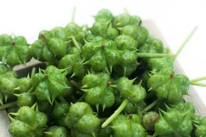 Seeds of Tribulus terrestris plant. photo