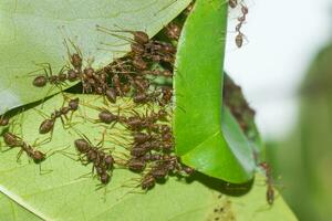 The unity of the ant nest building. photo