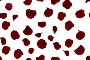 Red rose petals on a white background. Seamless festive pattern. photo