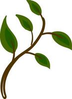 Picture of green leaves on a stem vector or color illustration