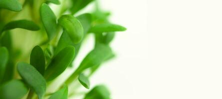 Microgreens on a white background, banner. Copy space. Healthy lifestyle concept. photo