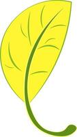 A beautiful yellow leaf with green veins and green margin running through vector color drawing or illustration