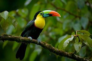 AI generated Keel billed Toucan perched on a forest branch in Panamas lush greenery AI Generated photo