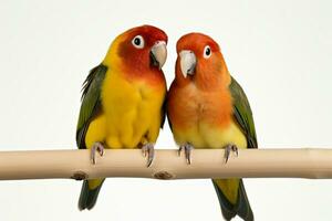 AI generated Lovebirds agapornis fischeri captured together in isolation on a clean white backdrop AI Generated photo