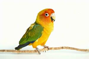 AI generated Lovebirds agapornis fischeri captured together in isolation on a clean white backdrop AI Generated photo