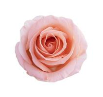 Pink rose flower isolated on white background, soft focus and clipping path. photo