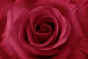 Red rose flower close up for background , soft focus horizontal shape , Vivid magenta color of the year 2023. Valentines Day concept photo