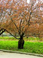 Sakura or Prunus serrulata in early spring. Young shoots and flowers. photo