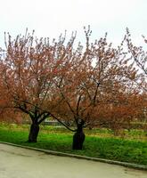 sakura o prunus serrulata en temprano primavera. joven dispara y flores foto