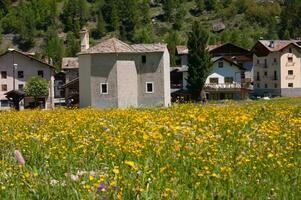 un campo de amarillo flores foto