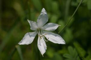 a white flower with green leaves in the grass photo