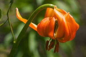 a single orange flower is growing on a stem photo