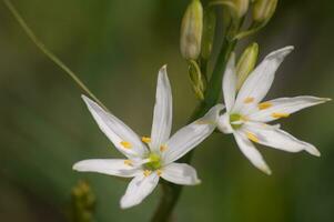 a close up of two white flowers photo