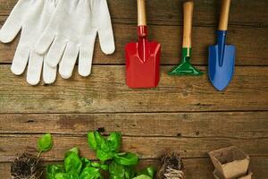 Flat lay of Gardening tools, basil, greens eco flowerpot, soil on wooden background. photo