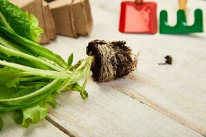 Flat lay of Gardening tools, basil, eco flowerpot, soil on white wooden background. photo