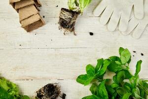 Flat lay of Gardening tools, basil, eco flowerpot, soil on white wooden background. photo