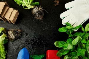 Flat lay of Gardening tools, basil, eco flowerpot, soil on black background. photo