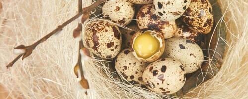 Banner with Quail eggs in the nest on wooden background with willow branch. photo