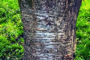 sakura o prunus serrulata ladrar de cerca. el textura de el maletero de sakura antecedentes desde vivo madera. bosque naturaleza piel. foto