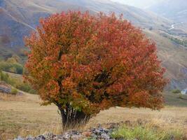 a tree with red leaves photo