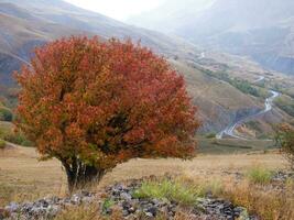 a tree with red leaves photo