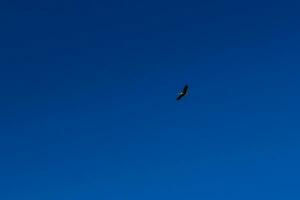 Stork soaring in the blue sky with white clouds photo