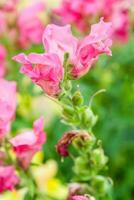 Blossoming flowers on the street of different colors photo