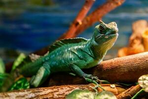 Beautiful Lizard Helmeted Basilisk, Plumed Basiliscus, Basilscus plumiphrins photo