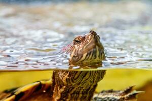 Beautiful turtle swims in the water photo