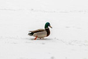 patos y dracos caminar en nieve y en un congelado lago foto