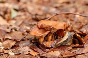 beautiful mushrooms under yellow, orange forest leaves photo