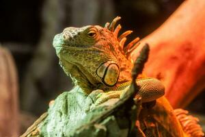 Iguana lies on a branch photo