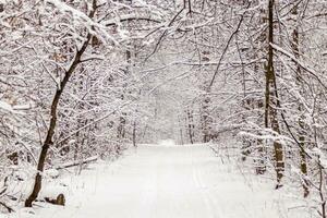 Beautiful winter forest with a beaten path photo